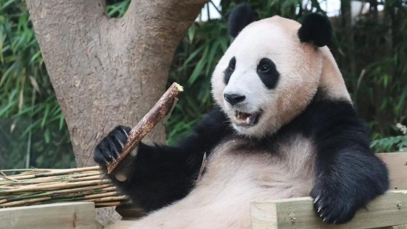 2000年前的古人已喜歡熊貓